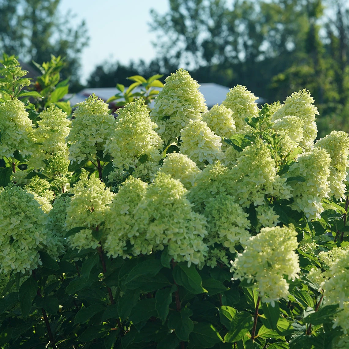 Limelight Prime® Panicle Hydrangea 1 Limelight Prime® Panicle Hydrangea