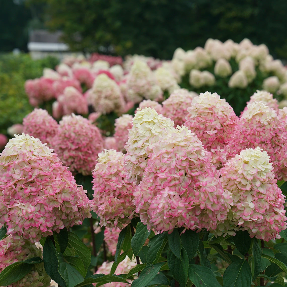Limelight Prime® Panicle Hydrangea 7 Limelight Prime® Panicle Hydrangea - Image 7