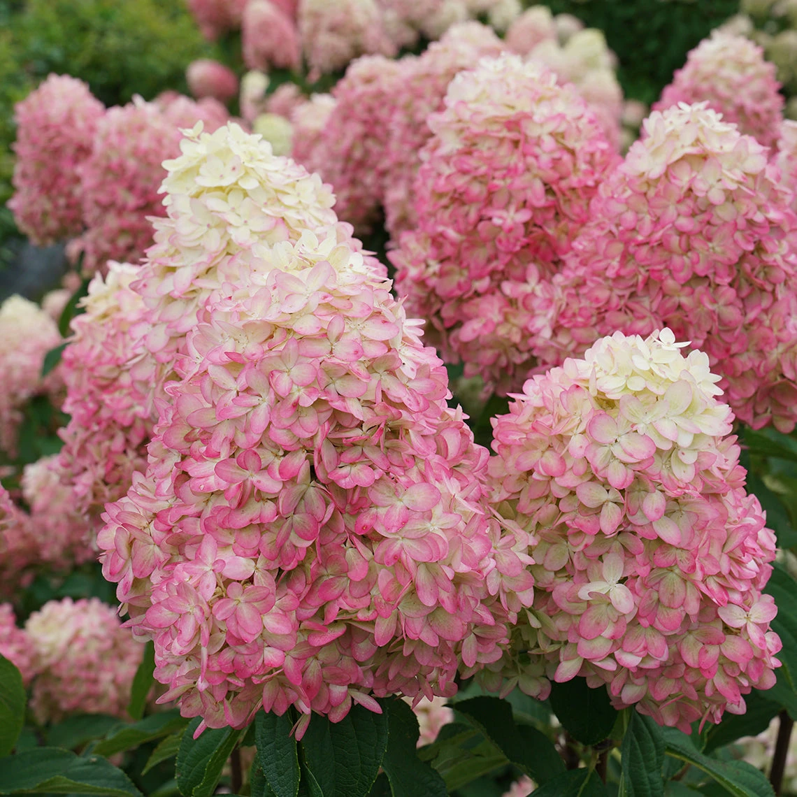 Limelight Prime® Panicle Hydrangea 2 Limelight Prime® Panicle Hydrangea - Image 2