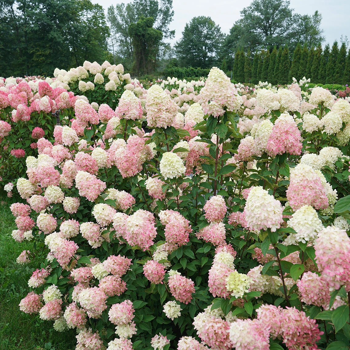 Limelight Prime® Panicle Hydrangea 5 Limelight Prime® Panicle Hydrangea - Image 5
