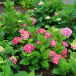 Let's Dance Big Band® Bigleaf Hydrangea 6 Let's Dance Big Band® Bigleaf Hydrangea -Great Garden Plants Shop hydrangea macrophylla lets dance big band 3