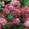 Fire Light® Panicle Hydrangea
