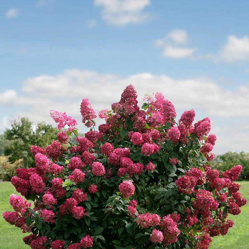 Fire Light® Panicle Hydrangea 2 Fire Light® Panicle Hydrangea - Image 2