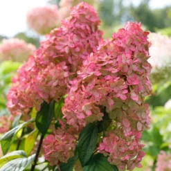 Fire Light® Panicle Hydrangea 9 Fire Light® Panicle Hydrangea -Great Garden Plants Shop hydrangea paniculata fire light 3 sw