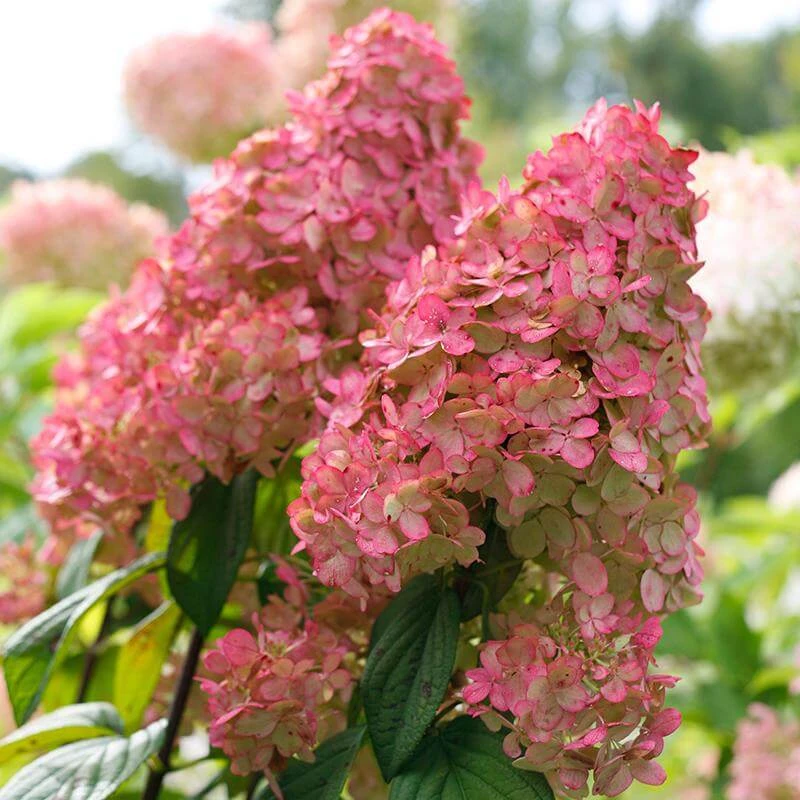 Fire Light® Panicle Hydrangea 3 Fire Light® Panicle Hydrangea - Image 3