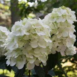 Fire Light® Panicle Hydrangea 10 Fire Light® Panicle Hydrangea -Great Garden Plants Shop hydrangea paniculata fire light 4 sw