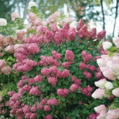 Fire Light® Panicle Hydrangea 12 Fire Light® Panicle Hydrangea -Great Garden Plants Shop hydrangea paniculata fire light 6 sw