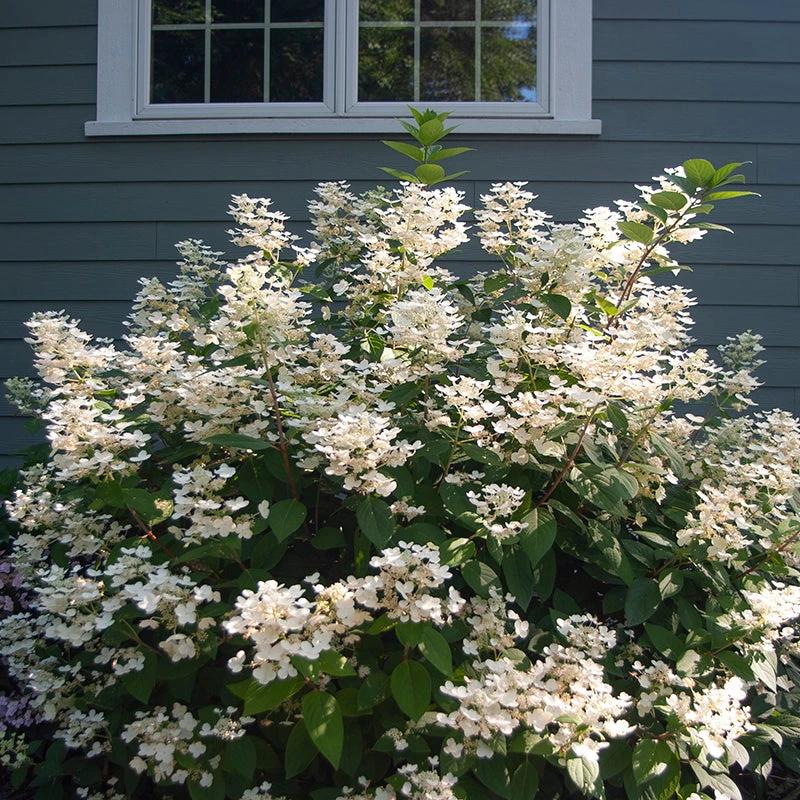 Little Quick Fire® Panicle Hydrangea 1 Little Quick Fire® Panicle Hydrangea