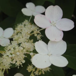 Little Quick Fire® Panicle Hydrangea 8 Little Quick Fire® Panicle Hydrangea -Great Garden Plants Shop hydrangea paniculata quick fire 3