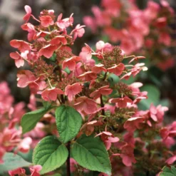 Little Quick Fire® Panicle Hydrangea 9 Little Quick Fire® Panicle Hydrangea -Great Garden Plants Shop hydrangea paniculata quick fire 4