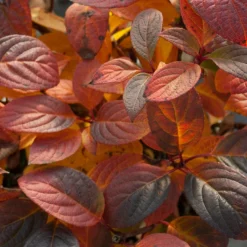 Little Quick Fire® Panicle Hydrangea 10 Little Quick Fire® Panicle Hydrangea -Great Garden Plants Shop hydrangea paniculata quick fire 5