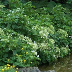 Climbing Hydrangea -Great Garden Plants Shop hydrangea petiolaris 3 sw