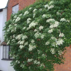 Climbing Hydrangea -Great Garden Plants Shop hydrangea petiolaris 4 sw