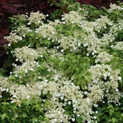 Climbing Hydrangea -Great Garden Plants Shop hydrangea petiolaris 5 sw