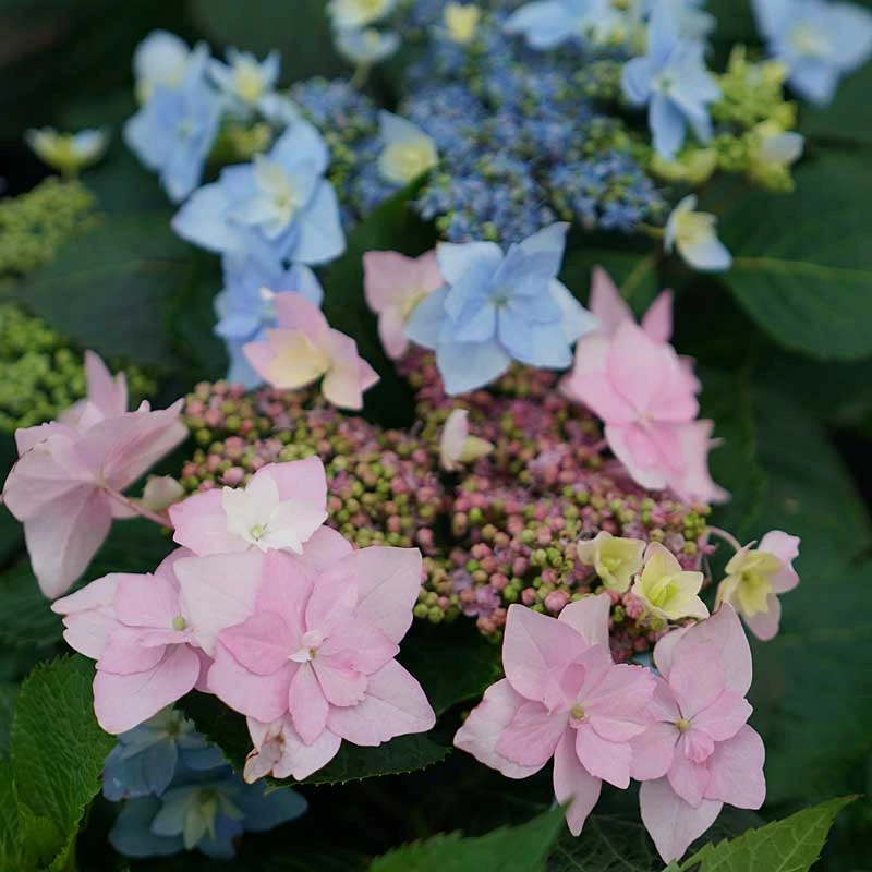 Hydrangeas For Small Spaces Collection 3 Hydrangeas For Small Spaces Collection - Image 3