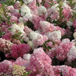 Vanilla Strawberry® Panicle Hydrangea 8 Vanilla Strawberry® Panicle Hydrangea -Great Garden Plants Shop hydrangea vanilla strawberry 3