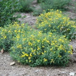 Blues Festival® St. John's Wort