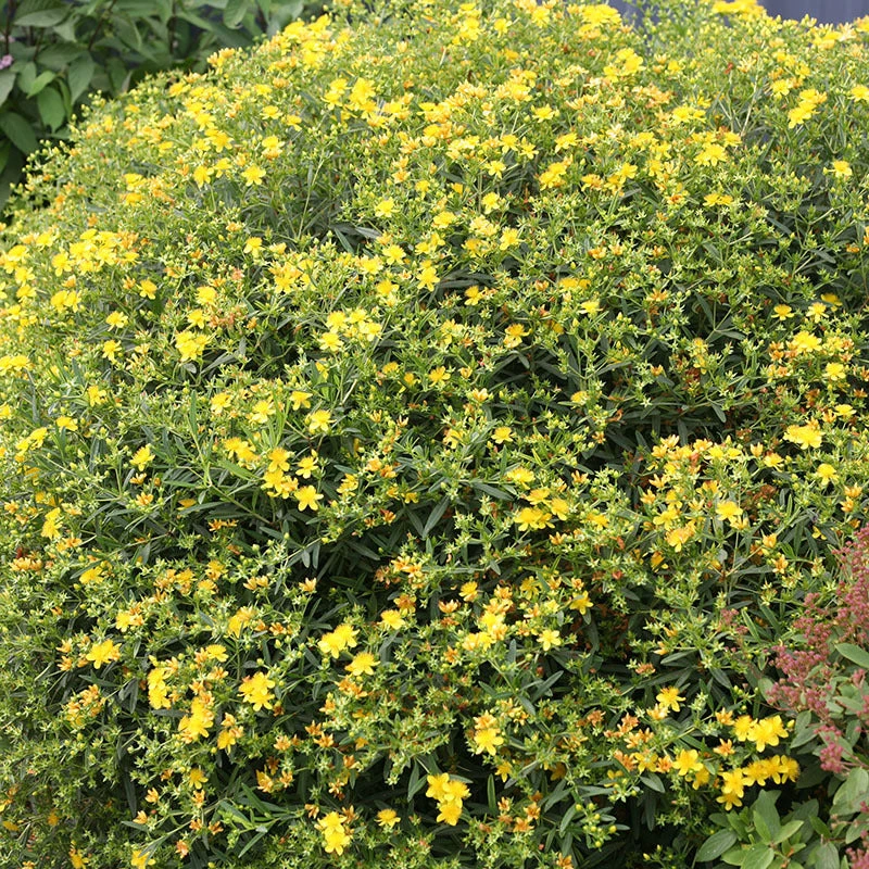 Sunny Boulevard® St. John's Wort 1 Sunny Boulevard® St. John's Wort