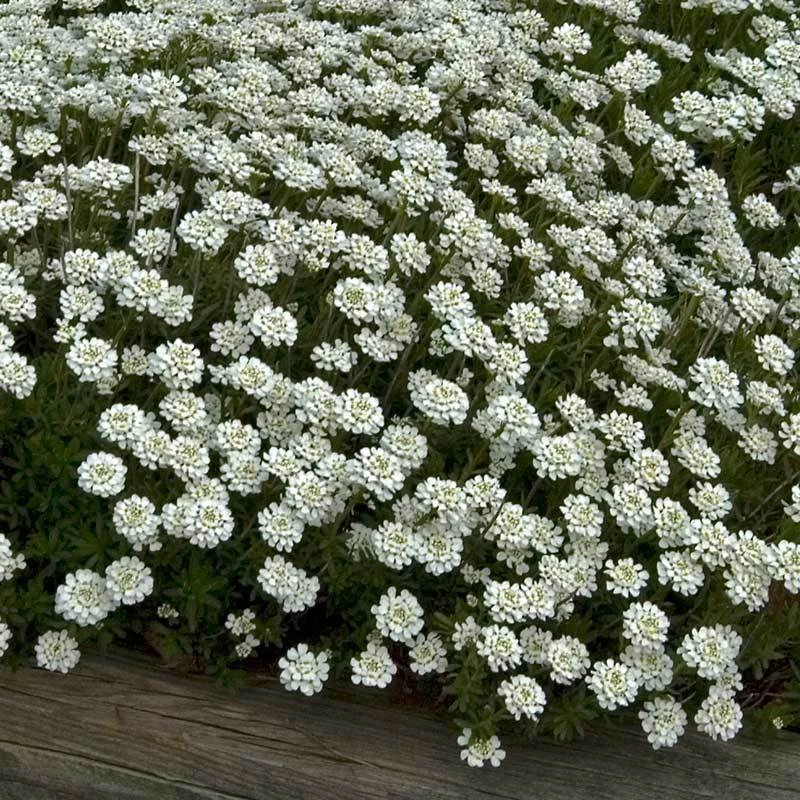 'Tahoe' Candytuft 1 'Tahoe' Candytuft