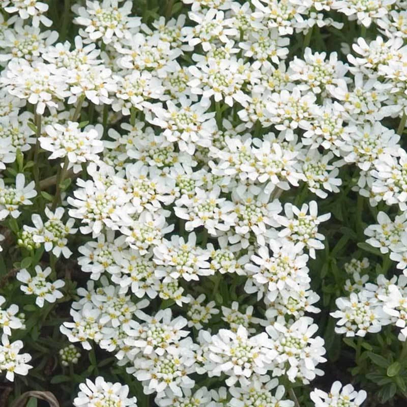 'Tahoe' Candytuft 2 'Tahoe' Candytuft - Image 2