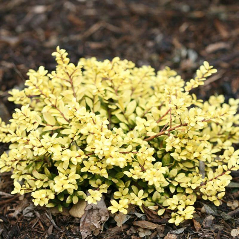 Brass Buckle® Japanese Holly 1 Brass Buckle® Japanese Holly