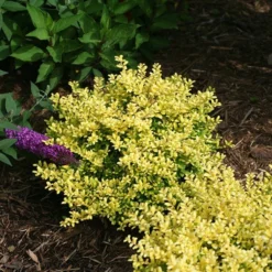 Brass Buckle® Japanese Holly 6 Brass Buckle® Japanese Holly -Great Garden Plants Shop ilex brass buckle 3 sw