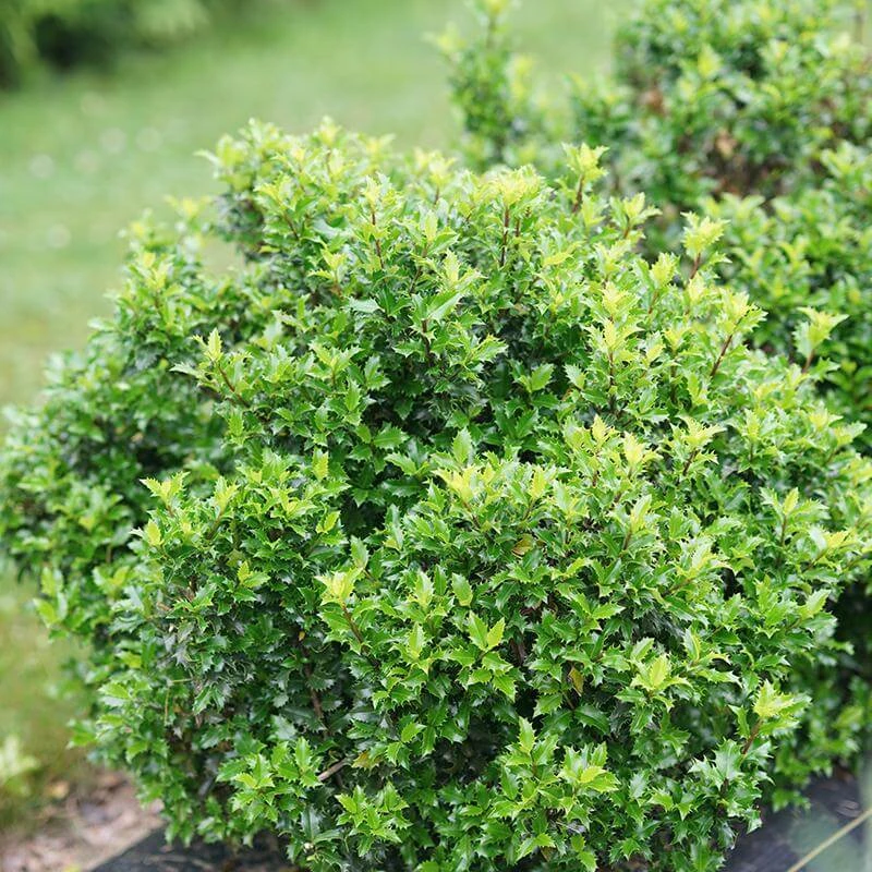 Castle Keep® Blue Holly 1 Castle Keep® Blue Holly