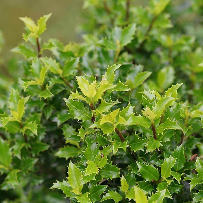 Castle Keep® Blue Holly 2 Castle Keep® Blue Holly - Image 2