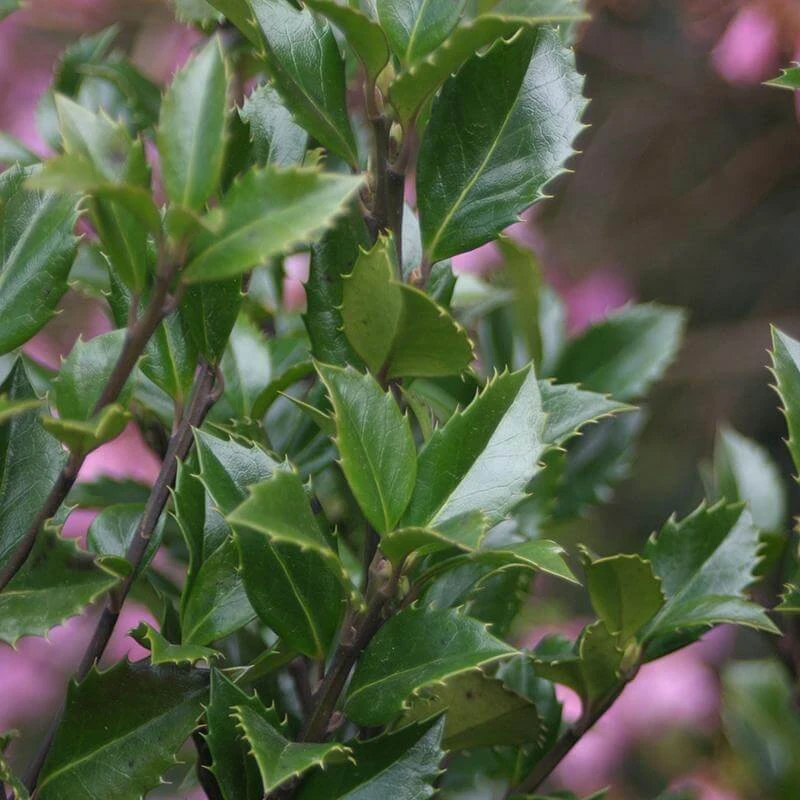 Castle Wall® Blue Holly 1 Castle Wall® Blue Holly