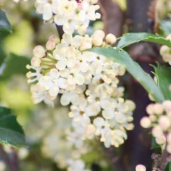 Castle Wall® Blue Holly 6 Castle Wall® Blue Holly -Great Garden Plants Shop ilex castle wall 3 sw