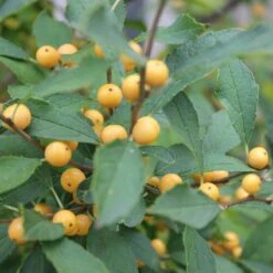 Berry Heavy® Gold Winterberry Holly -Great Garden Plants Shop ilex verticillata berry heavy gold 2 aa81198c 24bb 4b32 877a 85fd13c13220 sw