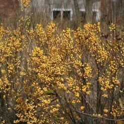 Berry Heavy® Gold Winterberry Holly -Great Garden Plants Shop ilex verticillata berry heavy gold 3 4363a986 f751 4fd9 80b5 989656f01113 sw
