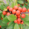 Little Goblin® Orange Winterberry Holly