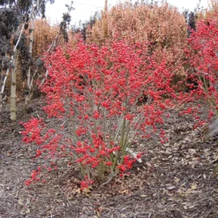 Little Goblin® Red Winterberry Holly -Great Garden Plants Shop ilex verticillata little goblin red 1