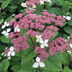 Invincibelle Lace™ Smooth Hydrangea 7 Invincibelle Lace™ Smooth Hydrangea -Great Garden Plants Shop invincibelle lace smooth hydrangea 1