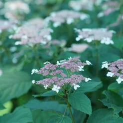 Invincibelle Lace™ Smooth Hydrangea 8 Invincibelle Lace™ Smooth Hydrangea -Great Garden Plants Shop invincibelle lace smooth hydrangea 4