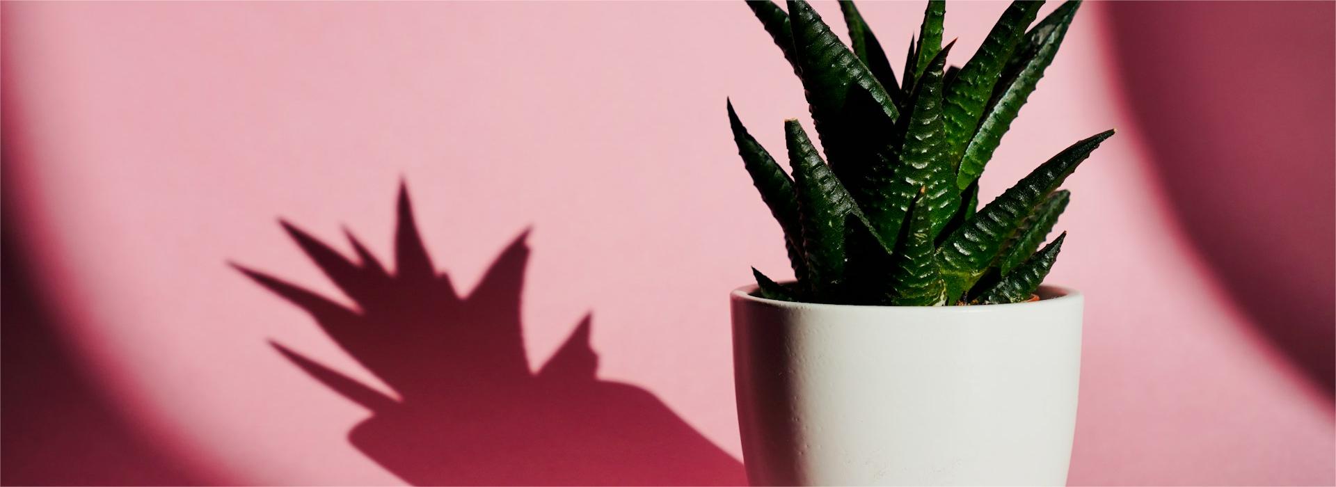 Great Garden Plants Shop 19 Great Garden Plants Shop -Great Garden Plants Shop john vid wX1W waA9gM unsplash