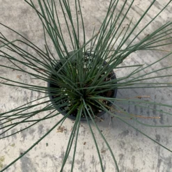 'Blue Arrows' Rush -Great Garden Plants Shop juncus blue arrows 4