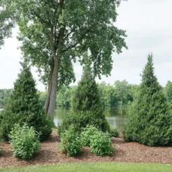 Gin Fizz® Juniper 8 Gin Fizz® Juniper -Great Garden Plants Shop juniperus gin fizz 4 sw