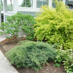 Montana Moss® Juniper 6 Montana Moss® Juniper -Great Garden Plants Shop juniperus montana moss 3