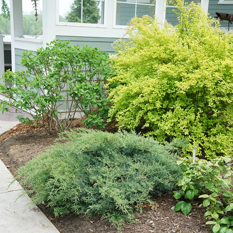 Montana Moss® Juniper 3 Montana Moss® Juniper - Image 3