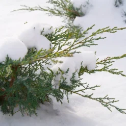 Montana Moss® Juniper 7 Montana Moss® Juniper -Great Garden Plants Shop juniperus montana moss 4