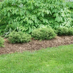 Tortuga® Juniper -Great Garden Plants Shop juniperus tortuga 3