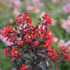Center Stage® Red Crapemyrtle