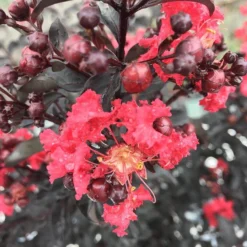 Center Stage® Red Crapemyrtle -Great Garden Plants Shop lagerstroemia center stage red 3 sw