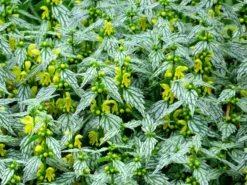 'Hermann's Pride' Spotted Dead-Nettle 5 'Hermann's Pride' Spotted Dead-Nettle -Great Garden Plants Shop lamiastrum hermanns pride 4 sw scaled