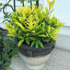 Sicilian Sunshine® Bay Laurel -Great Garden Plants Shop laurus sicilian sunshine 3