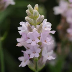 'Ellagance Pink' Lavender