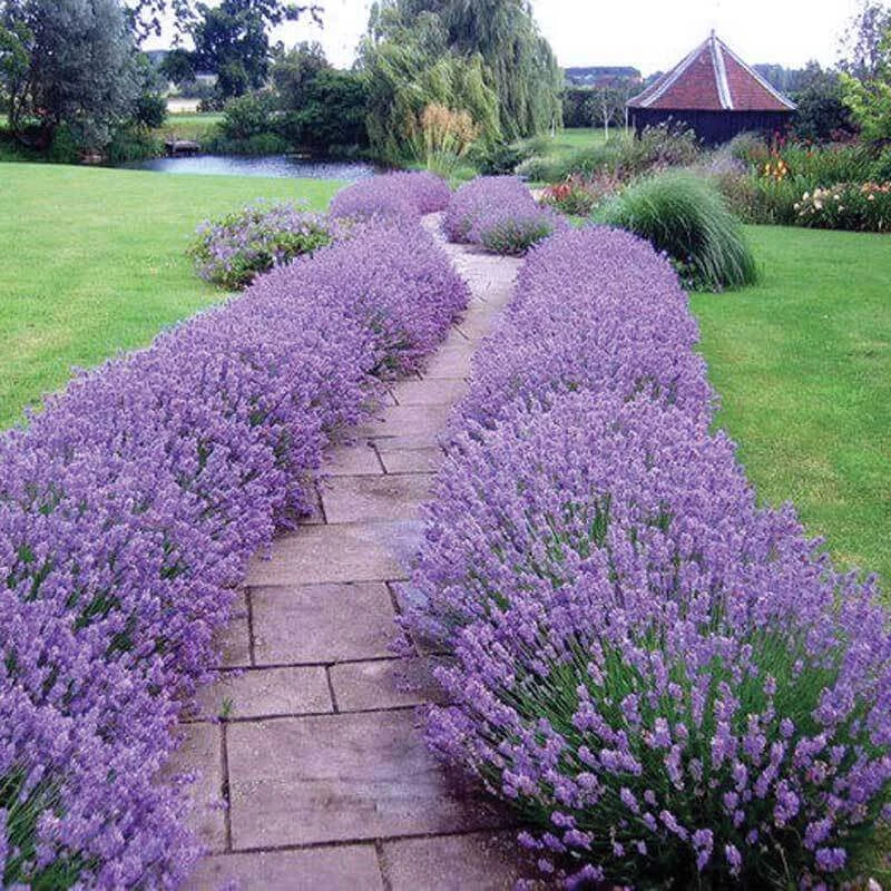 'Hidcote' Lavender 2 'Hidcote' Lavender - Image 2