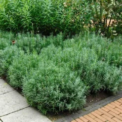 'Hidcote' Lavender 12 'Hidcote' Lavender -Great Garden Plants Shop lavender hidcote 6 sw